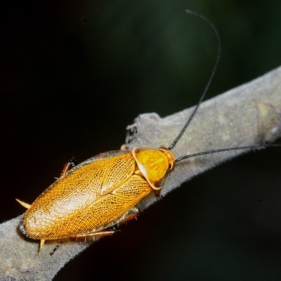 Ellipsidion humerale (Common Ellipsidion) at Sth Tablelands Ecosystem Park - 23 Nov 2018 by Harrisi