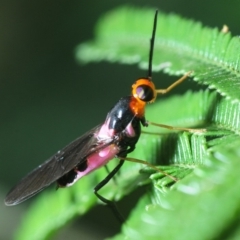 Elissoma lauta (Soldier fly) at Sth Tablelands Ecosystem Park - 23 Nov 2018 by Harrisi