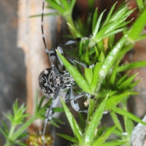 Disterna canosa at Cotter River, ACT - 24 Nov 2018