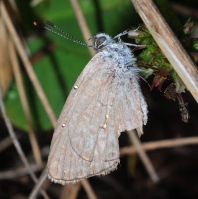 Zizina otis (Common Grass-Blue) at Cotter River, ACT - 24 Nov 2018 by Harrisi