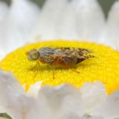 Tephritidae sp. (family) (Unidentified Fruit or Seed fly) at Acton, ACT - 22 Nov 2018 by TimL