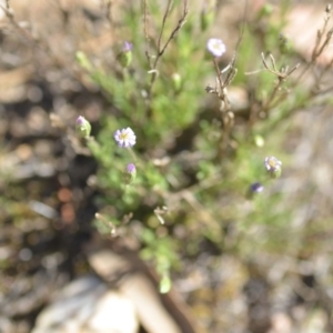 Vittadinia muelleri at Wamboin, NSW - 27 Oct 2018