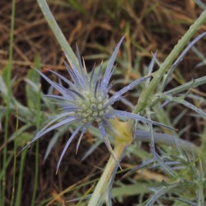 Eryngium ovinum at Mitchell, ACT - 22 Nov 2018 05:50 PM