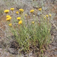 Rutidosis leptorhynchoides (Button Wrinklewort) at Mitchell, ACT - 22 Nov 2018 by michaelb