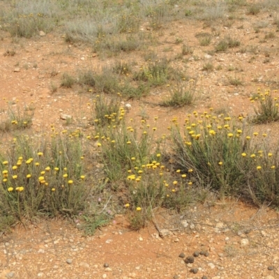 Rutidosis leptorhynchoides (Button Wrinklewort) at Mitchell, ACT - 22 Nov 2018 by michaelb