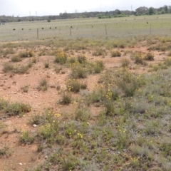 Rutidosis leptorhynchoides at Mitchell, ACT - 22 Nov 2018