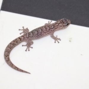 Christinus marmoratus at Narrabundah, ACT - 24 Nov 2017