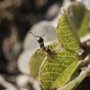 Pheidole sp. (genus) at Michelago, NSW - 21 Jun 2018