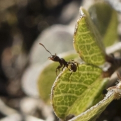 Pheidole sp. (genus) at Michelago, NSW - 21 Jun 2018