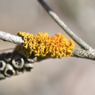 Teloschistes sp. (genus) (A lichen) at Wamboin, NSW - 27 Oct 2018 by natureguy