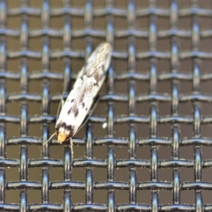 Philobota lysizona at Wamboin, NSW - 26 Oct 2018 11:32 AM