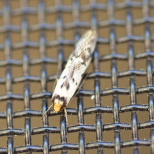 Philobota lysizona at Wamboin, NSW - 26 Oct 2018 11:32 AM