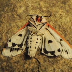 Paramsacta marginata at Tuggeranong DC, ACT - 20 Nov 2018 10:17 PM