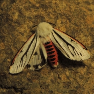 Aloa marginata at Tuggeranong DC, ACT - 20 Nov 2018