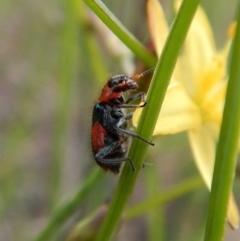 Dicranolaius villosus (Melyrid flower beetle) at Cook, ACT - 24 Nov 2018 by CathB