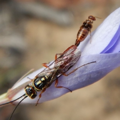 Tiphiidae (family) (Unidentified Smooth flower wasp) at Mount Painter - 24 Nov 2018 by CathB