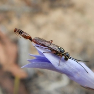 Tiphiidae (family) at Cook, ACT - 24 Nov 2018