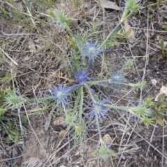 Eryngium ovinum (Blue Devil) at Cook, ACT - 24 Nov 2018 by CathB