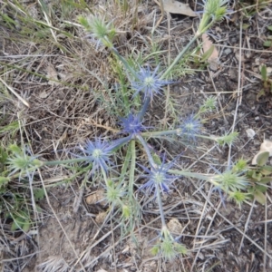 Eryngium ovinum at Cook, ACT - 24 Nov 2018