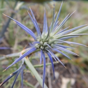 Eryngium ovinum at Cook, ACT - 24 Nov 2018