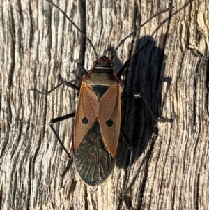 Dysdercus sidae at Aranda, ACT - 24 Jun 2018 02:22 PM