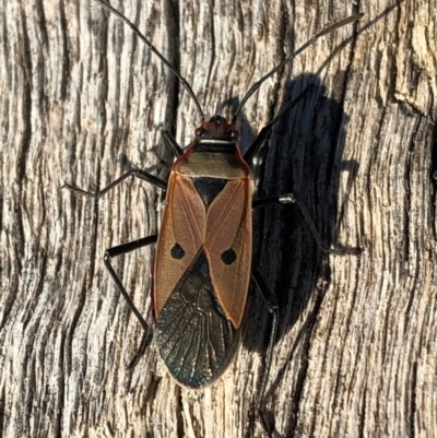 Dysdercus sidae (Pale Cotton Stainer) at Aranda, ACT - 24 Jun 2018 by CathB