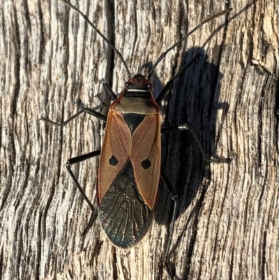 Dysdercus sidae (Pale Cotton Stainer) at Aranda Bushland - 24 Jun 2018 by CathB