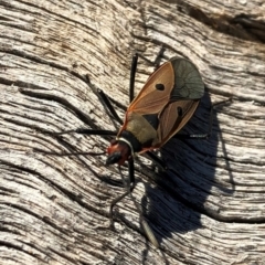 Dysdercus sidae at Aranda, ACT - 24 Jun 2018