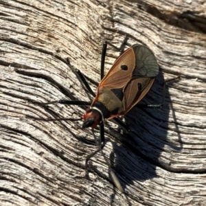 Dysdercus sidae at Aranda, ACT - 24 Jun 2018 02:22 PM