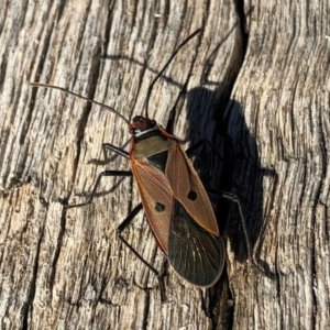 Dysdercus sidae at Aranda, ACT - 24 Jun 2018 02:22 PM