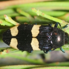 Castiarina subvicina (A jewel beetle) at Dunlop, ACT - 24 Nov 2018 by Harrisi