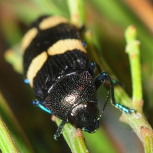 Castiarina subvicina at Dunlop, ACT - 25 Nov 2018 10:56 AM