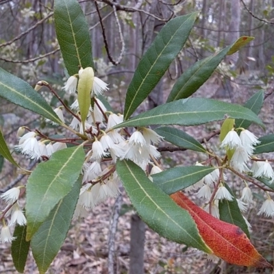 Elaeocarpus reticulatus (Blueberry Ash, Fairy Petticoats) at Bawley Point, NSW - 24 Nov 2018 by GLemann