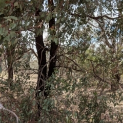 Eucalyptus sideroxylon at Deakin, ACT - 22 Nov 2018