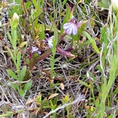 Lobelia anceps (Angled Lobelia) at Bawley Point, NSW - 24 Nov 2018 by GLemann