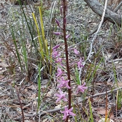 Dipodium roseum (Rosy Hyacinth Orchid) at Bawley Point, NSW - 11 Dec 2018 by GLemann