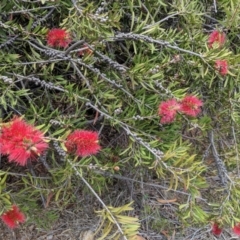 Callistemon citrinus (Crimson Bottlebrush) at Red Hill, ACT - 25 Nov 2018 by JackyF