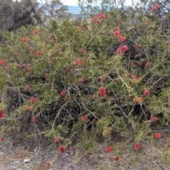 Melaleuca citrina at Red Hill, ACT - 25 Nov 2018