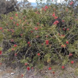 Callistemon citrinus at Red Hill, ACT - 25 Nov 2018 11:21 AM