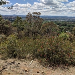 Callistemon citrinus at Red Hill, ACT - 25 Nov 2018 11:21 AM