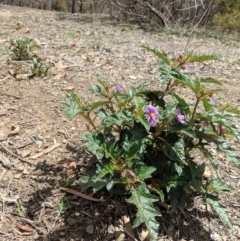 Solanum cinereum at Red Hill, ACT - 25 Nov 2018