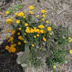 Chrysocephalum sp. (Everlasting) at Red Hill, ACT - 25 Nov 2018 by JackyF