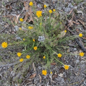 Chrysocephalum semipapposum at Deakin, ACT - 24 Nov 2018 05:48 PM