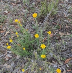 Chrysocephalum semipapposum at Deakin, ACT - 24 Nov 2018 05:48 PM