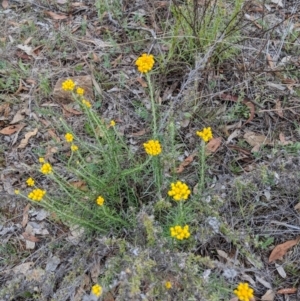 Chrysocephalum semipapposum at Deakin, ACT - 24 Nov 2018 05:48 PM