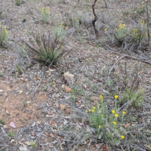 Chrysocephalum semipapposum at Deakin, ACT - 24 Nov 2018 05:48 PM