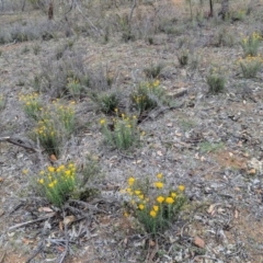 Chrysocephalum semipapposum at Deakin, ACT - 24 Nov 2018