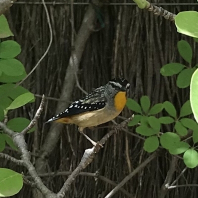 Pardalotus punctatus (Spotted Pardalote) at Hughes, ACT - 25 Nov 2018 by allyire