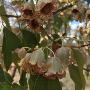 Brachychiton populneus subsp. populneus at Yarralumla, ACT - 25 Nov 2018