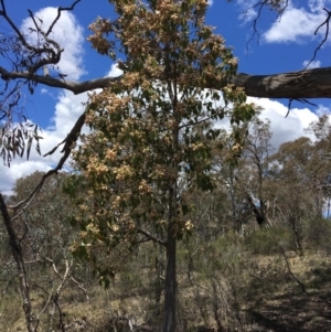 Brachychiton populneus subsp. populneus at Yarralumla, ACT - 25 Nov 2018